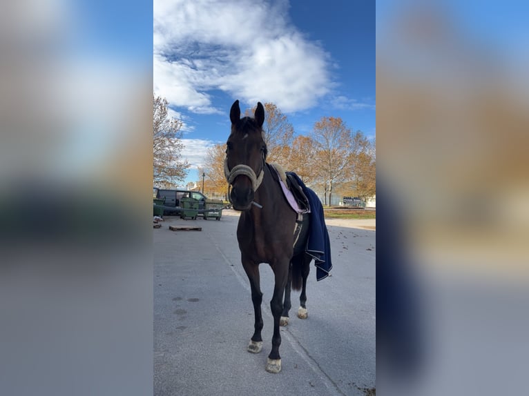 Tschechisches Warmblut Wallach 10 Jahre 175 cm Dunkelbrauner in IrenentalSieghartskirchen