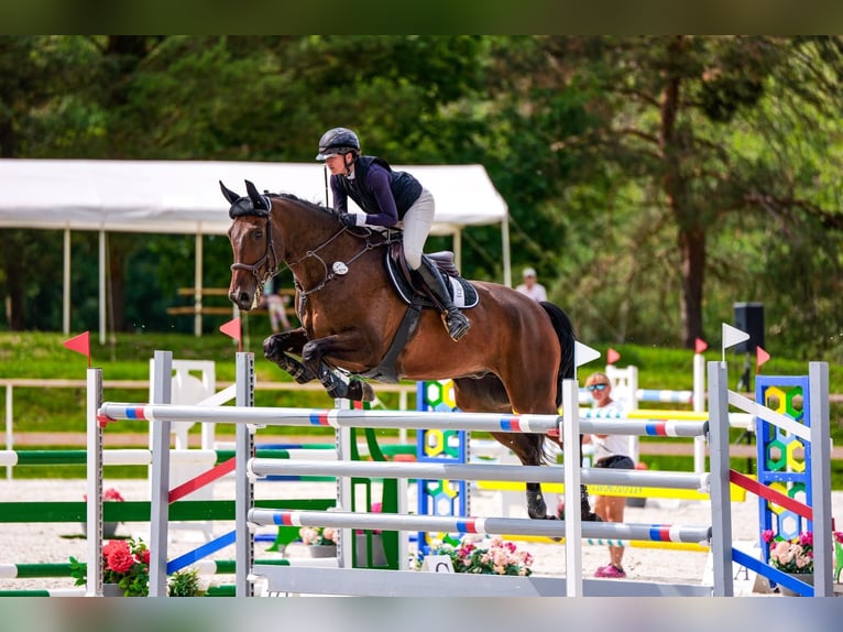 Tschechisches Warmblut Wallach 10 Jahre 179 cm Brauner in Brno