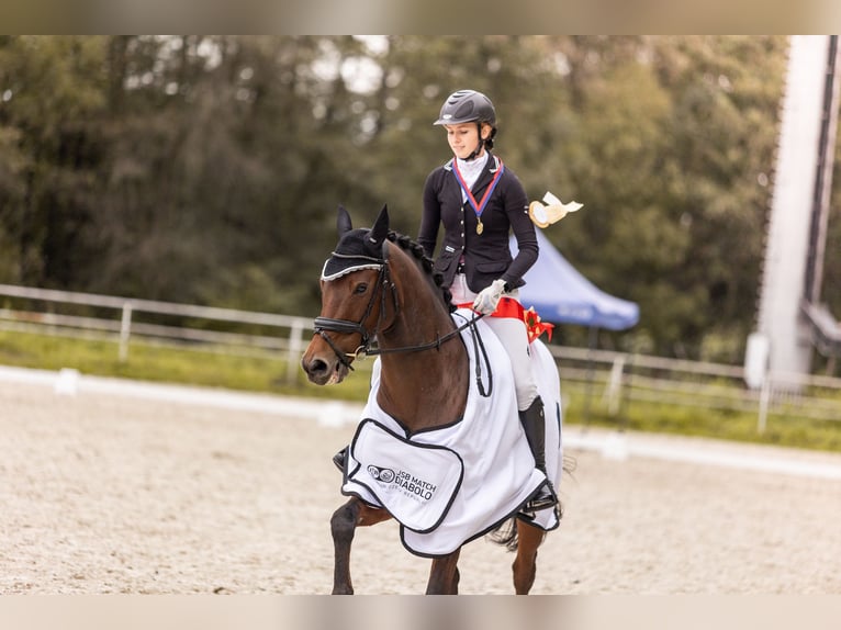 Tschechisches Warmblut Wallach 11 Jahre 158 cm Brauner in Ostrava