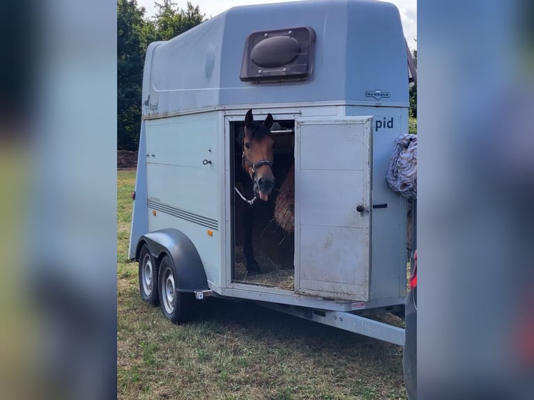 Tschechisches Warmblut Wallach 11 Jahre 165 cm Brauner in Berndorf bei Salzburg