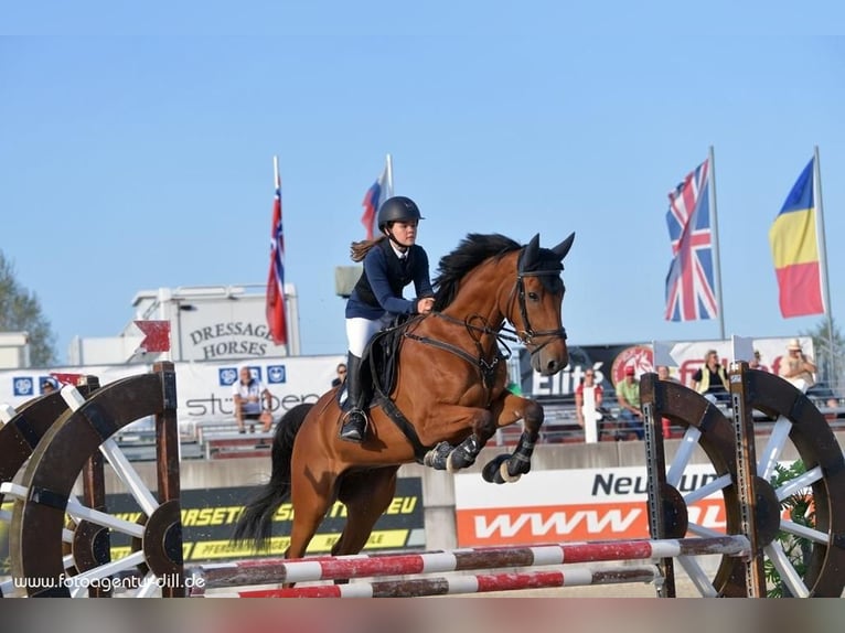Tschechisches Warmblut Wallach 11 Jahre 165 cm Brauner in Berndorf bei Salzburg