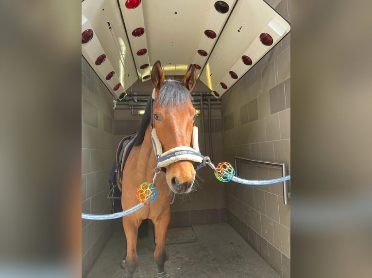 Tschechisches Warmblut Wallach 11 Jahre 165 cm Brauner in Berndorf bei Salzburg