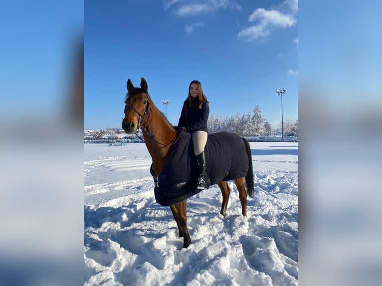Tschechisches Warmblut Wallach 11 Jahre 165 cm Brauner in Berndorf bei Salzburg