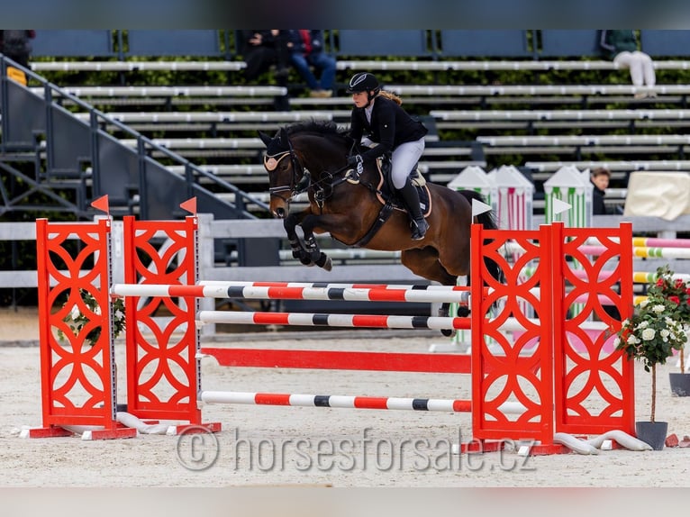 Tschechisches Warmblut Wallach 11 Jahre 167 cm Brauner in Roudnice nad Labem