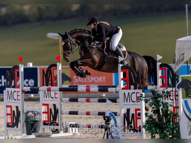 Tschechisches Warmblut Wallach 11 Jahre 167 cm Brauner in Roudnice nad Labem