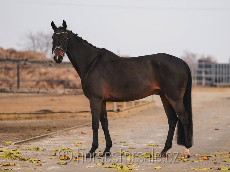 Tschechisches Warmblut Wallach 11 Jahre 167 cm Brauner in Roudnice nad Labem