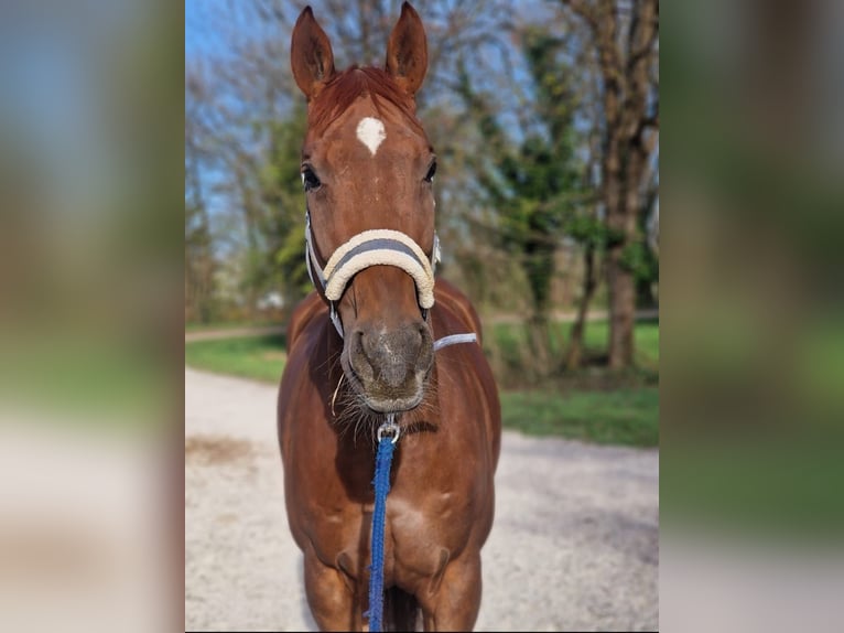 Tschechisches Warmblut Wallach 11 Jahre 167 cm Fuchs in Gr&#xE4;felfing