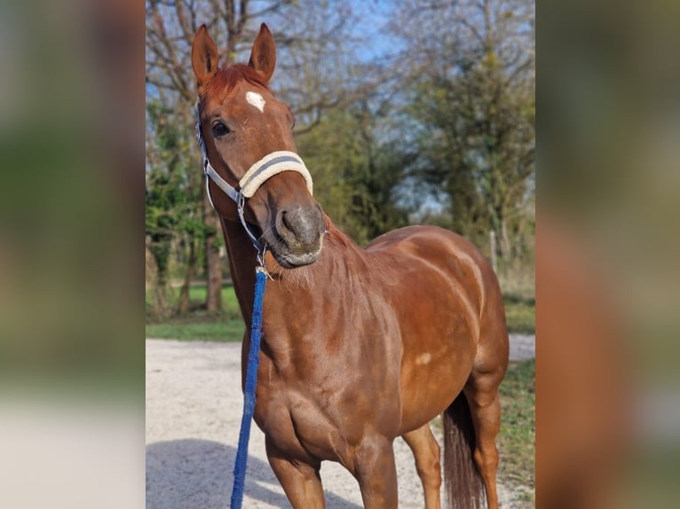 Tschechisches Warmblut Wallach 11 Jahre 167 cm Fuchs in Gr&#xE4;felfing