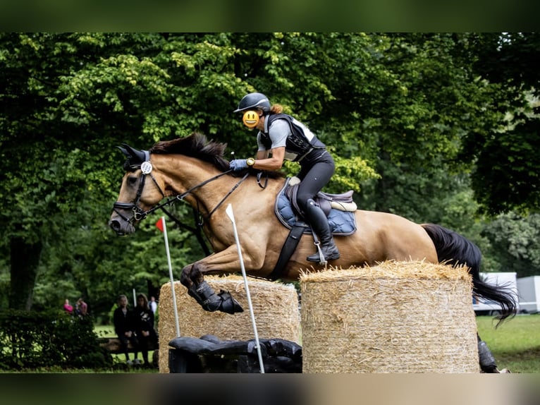 Tschechisches Warmblut Wallach 11 Jahre 170 cm Buckskin in Schlins