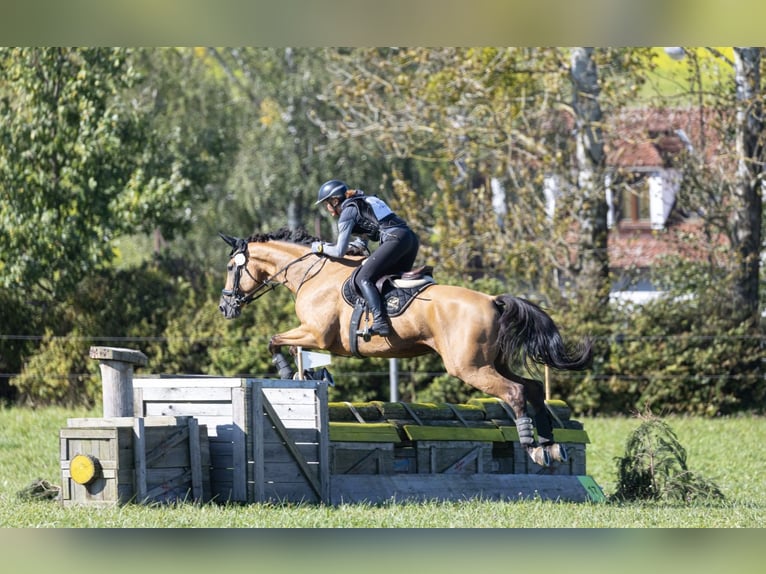 Tschechisches Warmblut Wallach 11 Jahre 170 cm Buckskin in Schlins