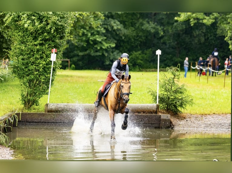 Tschechisches Warmblut Wallach 11 Jahre 170 cm Buckskin in Schlins