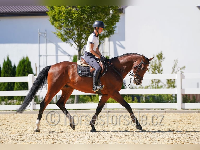 Tschechisches Warmblut Wallach 11 Jahre 172 cm Brauner in Ritka