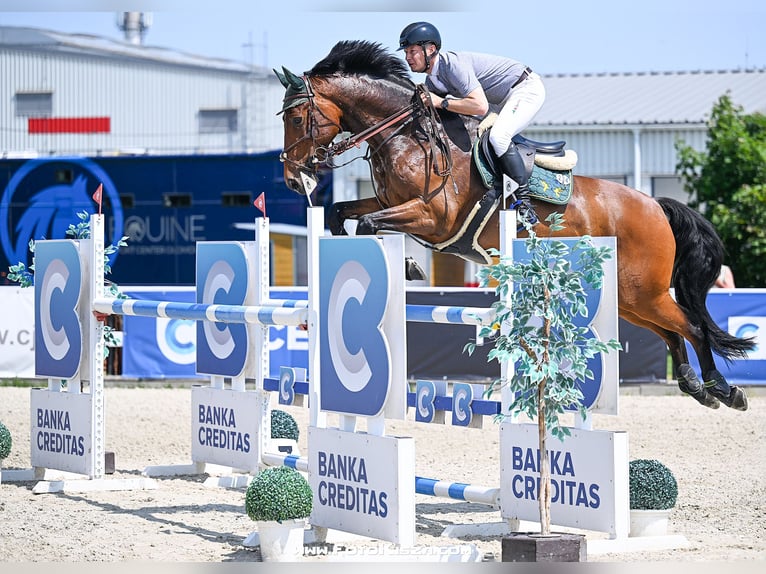 Tschechisches Warmblut Wallach 11 Jahre Rotbrauner in Rudna