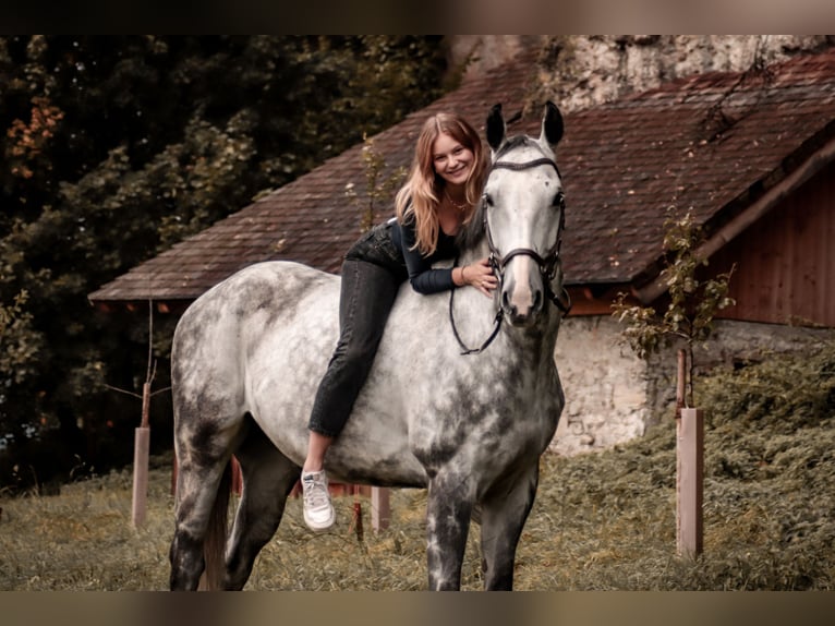 Tschechisches Warmblut Wallach 12 Jahre 167 cm Blauschimmel in Georgenberg
