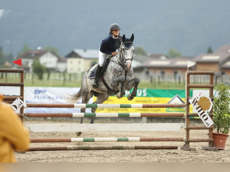 Tschechisches Warmblut Wallach 12 Jahre 167 cm Blauschimmel in Georgenberg