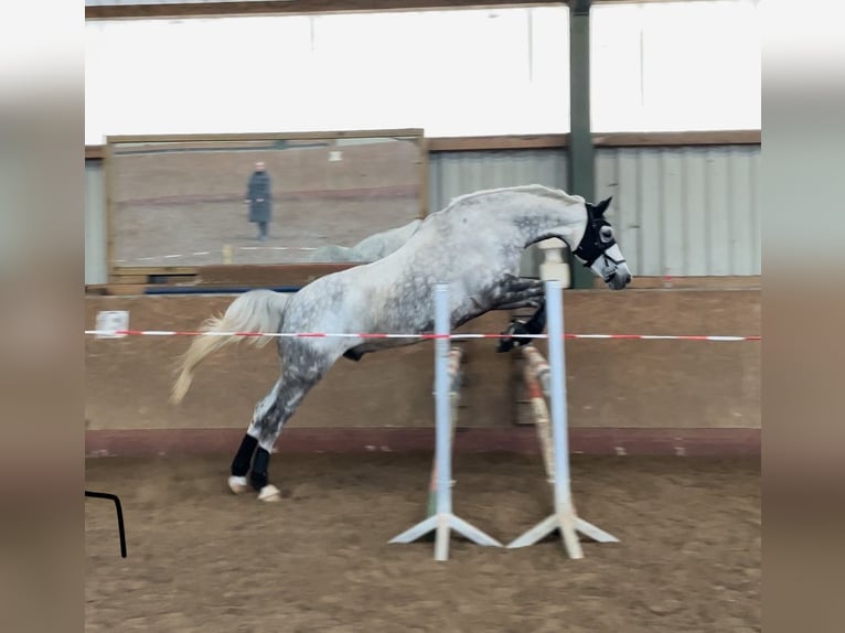 Tschechisches Warmblut Wallach 12 Jahre 172 cm Apfelschimmel in PostfeldPreetz