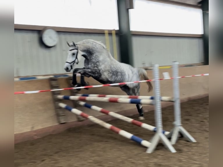 Tschechisches Warmblut Wallach 12 Jahre 172 cm Apfelschimmel in PostfeldPreetz