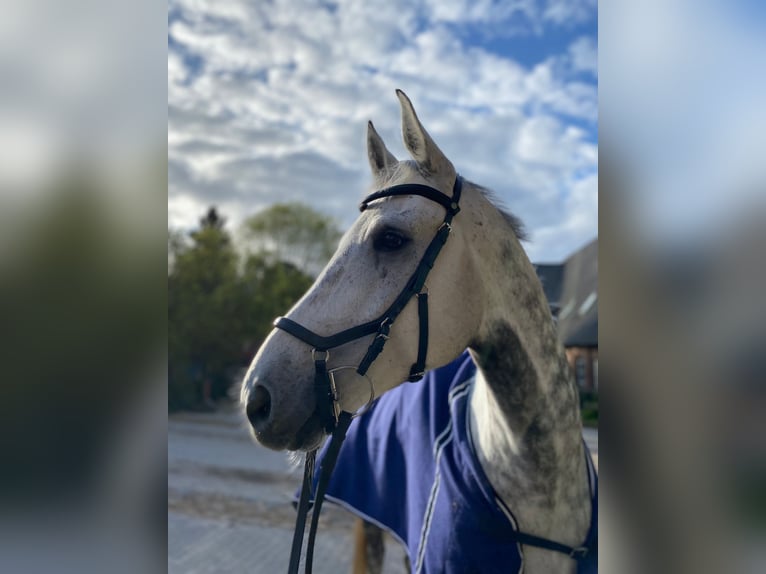 Tschechisches Warmblut Wallach 12 Jahre 172 cm Apfelschimmel in PostfeldPreetz