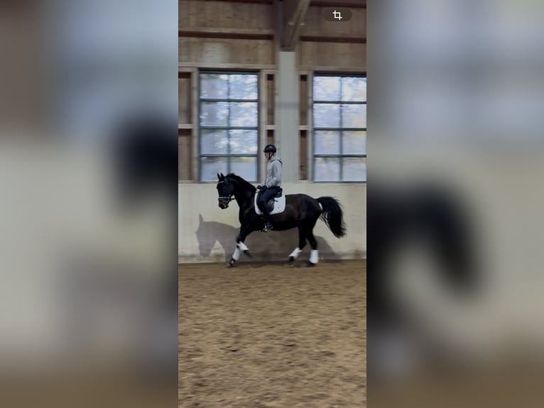 Tschechisches Warmblut Wallach 13 Jahre 154 cm Schwarzbrauner in Aßling Tschechisches Warmblut Wallach 13 Jahre 154 cm Schwarzbrauner in Aßling