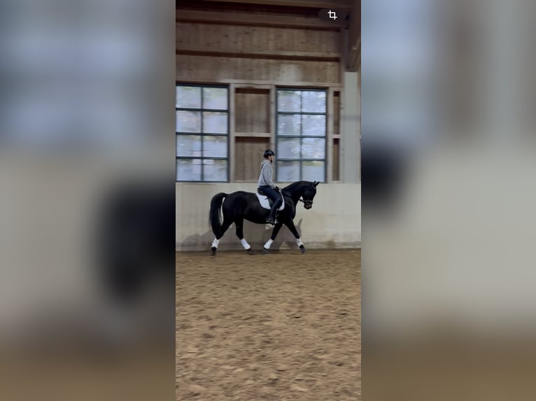 Tschechisches Warmblut Wallach 13 Jahre 154 cm Schwarzbrauner in Aßling Tschechisches Warmblut Wallach 13 Jahre 154 cm Schwarzbrauner in Aßling
