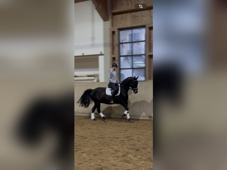Tschechisches Warmblut Wallach 13 Jahre 154 cm Schwarzbrauner in Aßling Tschechisches Warmblut Wallach 13 Jahre 154 cm Schwarzbrauner in Aßling