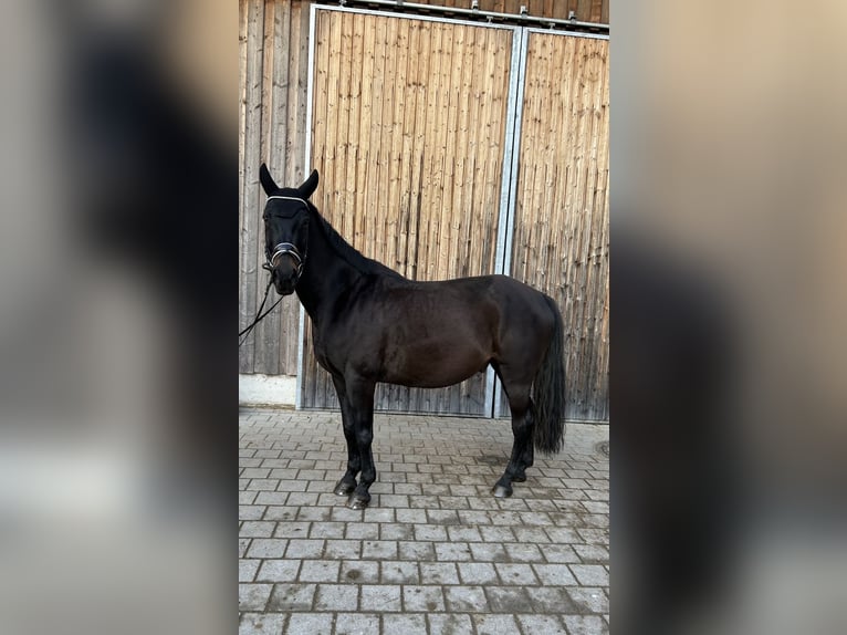 Tschechisches Warmblut Wallach 13 Jahre 154 cm Schwarzbrauner in Aßling Tschechisches Warmblut Wallach 13 Jahre 154 cm Schwarzbrauner in Aßling