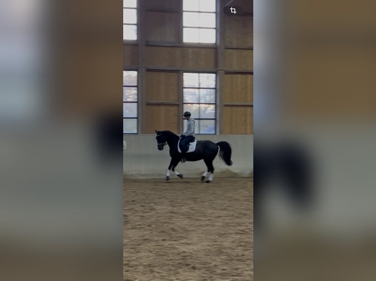 Tschechisches Warmblut Wallach 13 Jahre 154 cm Schwarzbrauner in Aßling Tschechisches Warmblut Wallach 13 Jahre 154 cm Schwarzbrauner in Aßling