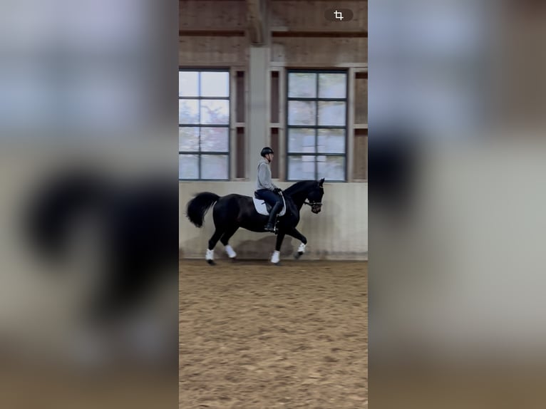 Tschechisches Warmblut Wallach 13 Jahre 154 cm Schwarzbrauner in Aßling Tschechisches Warmblut Wallach 13 Jahre 154 cm Schwarzbrauner in Aßling