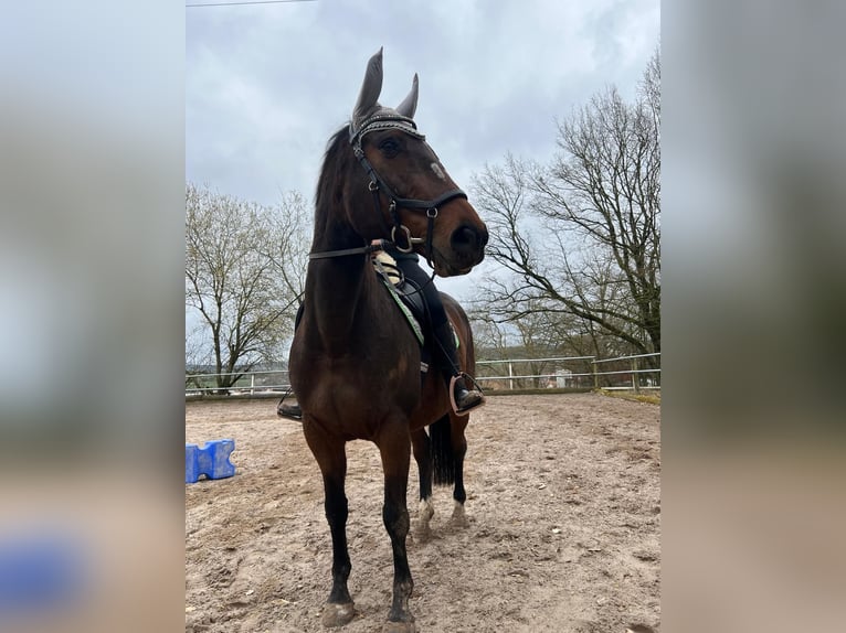 Tschechisches Warmblut Wallach 13 Jahre 162 cm Dunkelbrauner in Ottrau