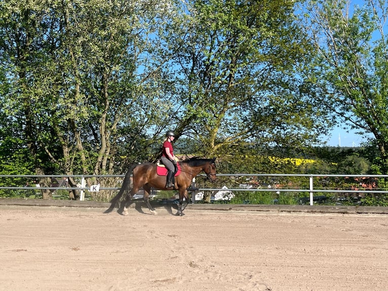 Tschechisches Warmblut Wallach 13 Jahre 162 cm Dunkelbrauner in Ottrau