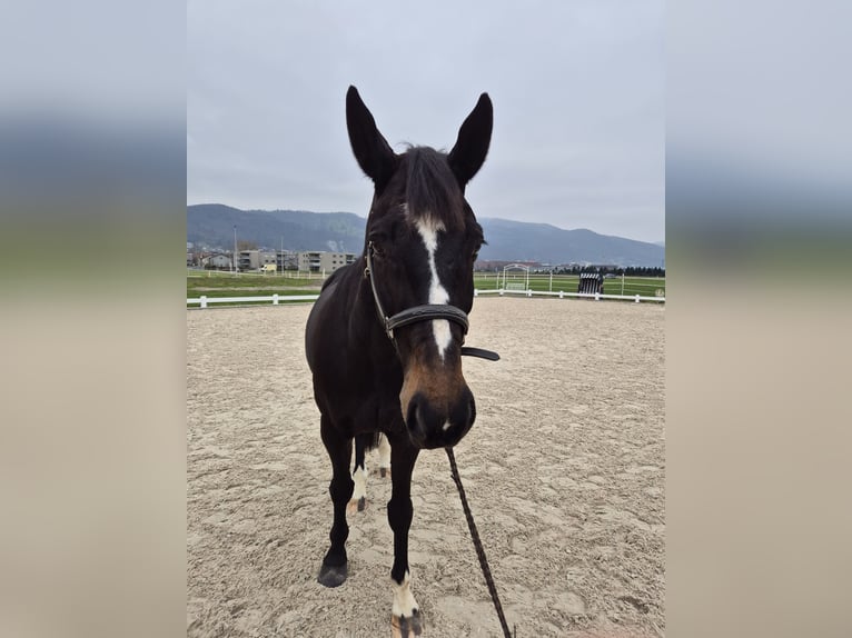 Tschechisches Warmblut Wallach 13 Jahre 167 cm Dunkelbrauner in Niederbuchsiten