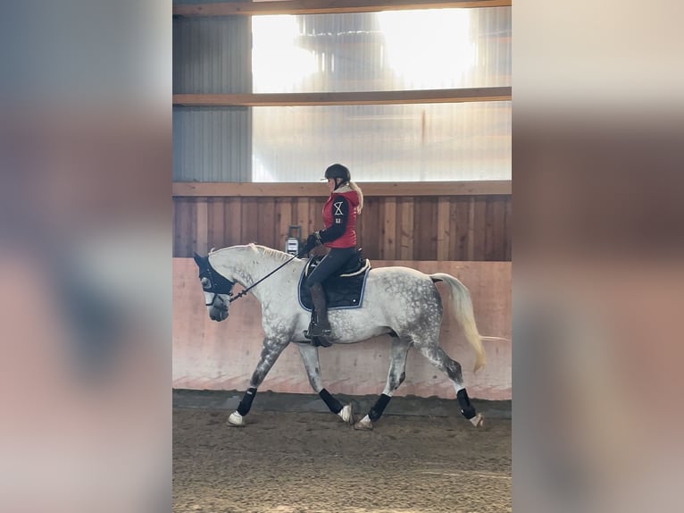 Tschechisches Warmblut Wallach 13 Jahre 172 cm Apfelschimmel in PostfeldPreetz
