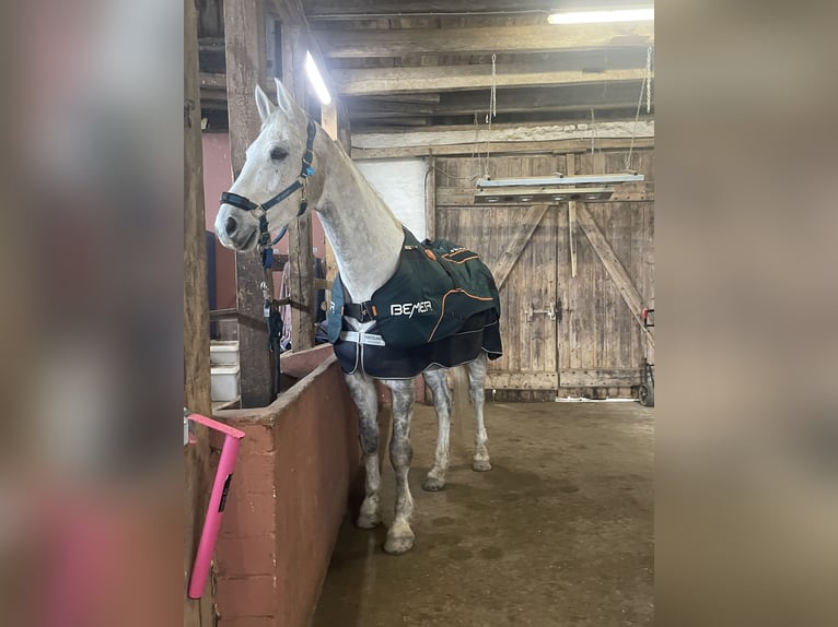 Tschechisches Warmblut Wallach 13 Jahre 172 cm Apfelschimmel in PostfeldPreetz