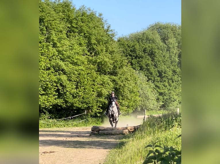 Tschechisches Warmblut Wallach 13 Jahre 172 cm Apfelschimmel in PostfeldPreetz