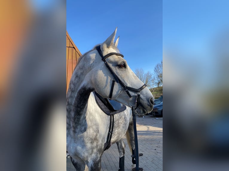 Tschechisches Warmblut Wallach 13 Jahre 172 cm Apfelschimmel in PostfeldPreetz
