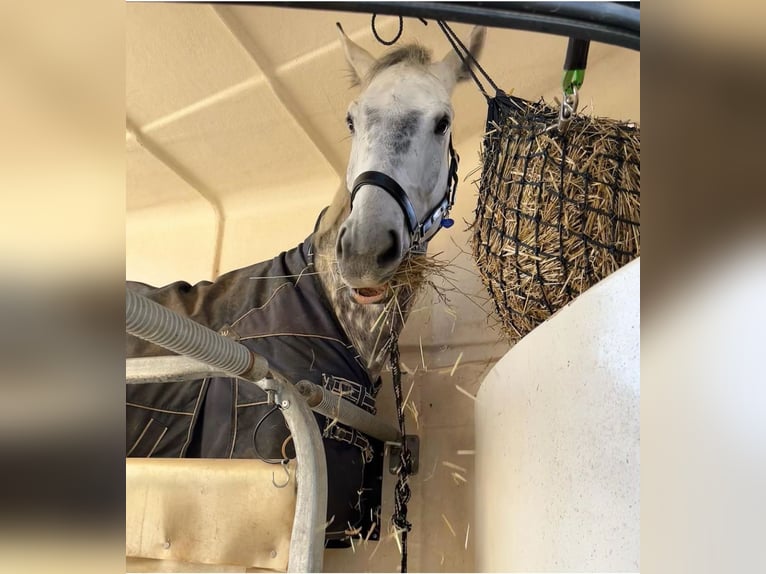 Tschechisches Warmblut Wallach 13 Jahre 172 cm Apfelschimmel in PostfeldPreetz