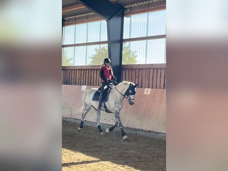 Tschechisches Warmblut Wallach 13 Jahre 172 cm Apfelschimmel in PostfeldPreetz