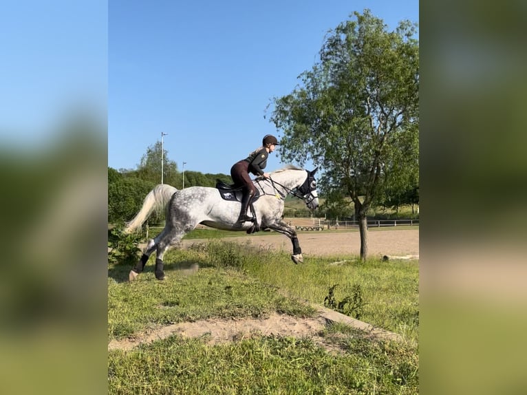 Tschechisches Warmblut Wallach 13 Jahre 172 cm Apfelschimmel in PostfeldPreetz