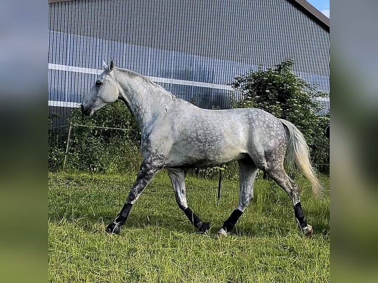 Tschechisches Warmblut Wallach 13 Jahre 172 cm Apfelschimmel in PostfeldPreetz