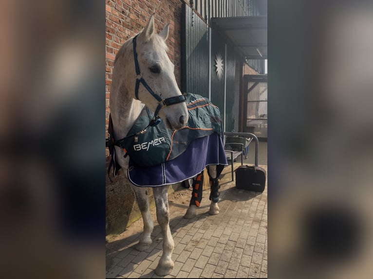 Tschechisches Warmblut Wallach 13 Jahre 172 cm Apfelschimmel in Preetz