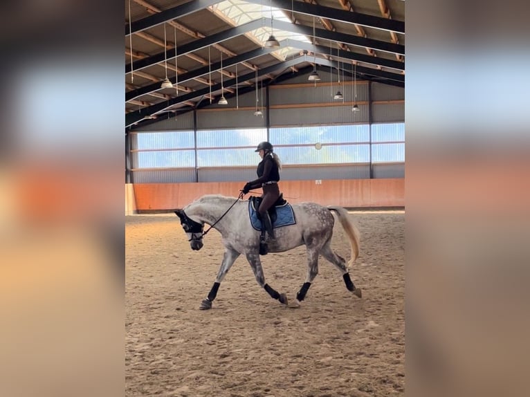 Tschechisches Warmblut Wallach 13 Jahre 172 cm Apfelschimmel in Preetz