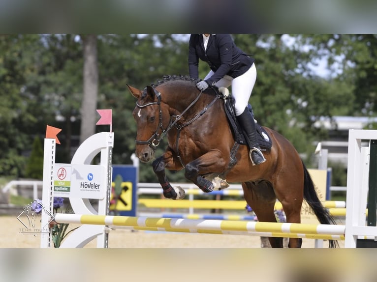 Tschechisches Warmblut Wallach 13 Jahre 172 cm Dunkelbrauner in Pelmberg