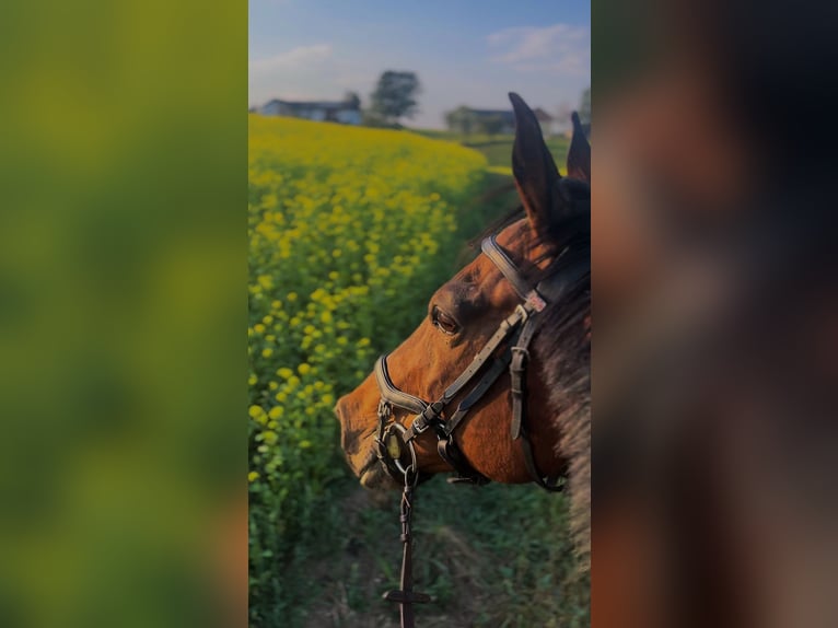 Tschechisches Warmblut Wallach 14 Jahre 156 cm Schecke in Weitersfelden