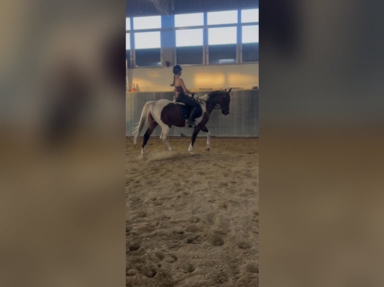 Tschechisches Warmblut Wallach 14 Jahre 156 cm Schecke in Weitersfelden