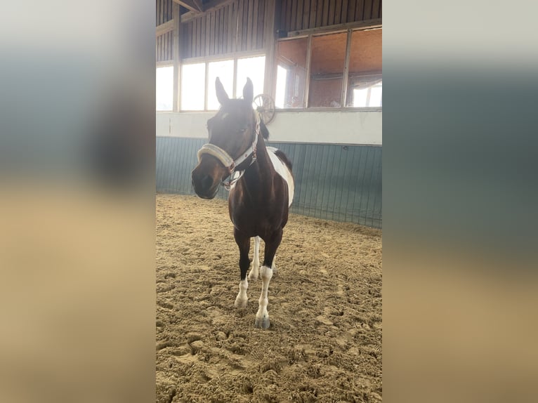 Tschechisches Warmblut Wallach 14 Jahre 156 cm Schecke in Weitersfelden