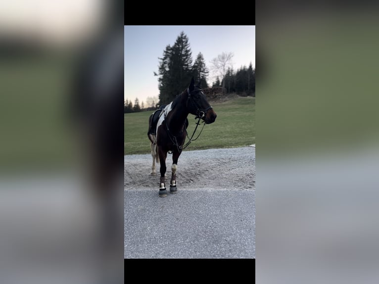 Tschechisches Warmblut Wallach 14 Jahre 156 cm Schecke in Weitersfelden