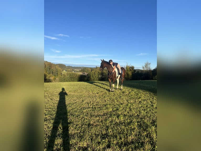 Tschechisches Warmblut Wallach 14 Jahre 156 cm Schecke in Weitersfelden