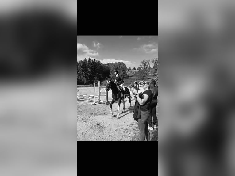 Tschechisches Warmblut Wallach 14 Jahre 156 cm Schecke in Weitersfelden