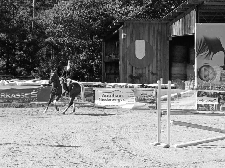 Tschechisches Warmblut Wallach 14 Jahre 156 cm Schecke in Weitersfelden