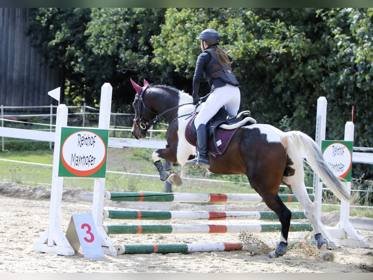 Tschechisches Warmblut Wallach 14 Jahre 156 cm Schecke in Weitersfelden